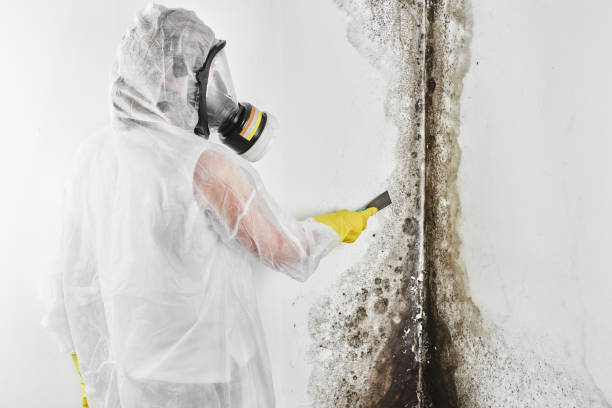 Best Attic Mold Remediation in Timberwood Park, TX