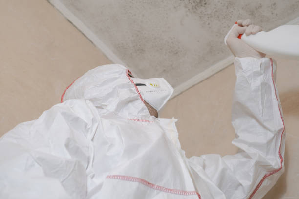 Best Residential Mold Remediation in Timberwood Park, TX