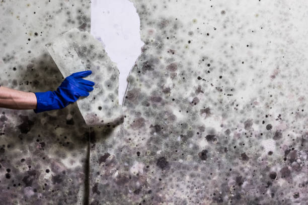 Best Mold Testing and Inspection Services in Timberwood Park, TX