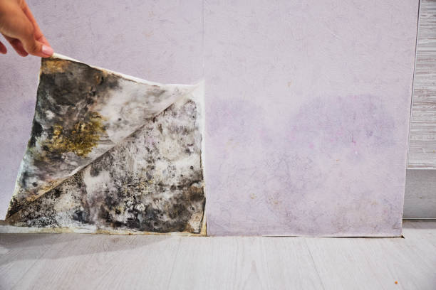 Professional Mold Remediation in Timberwood Park, TX
